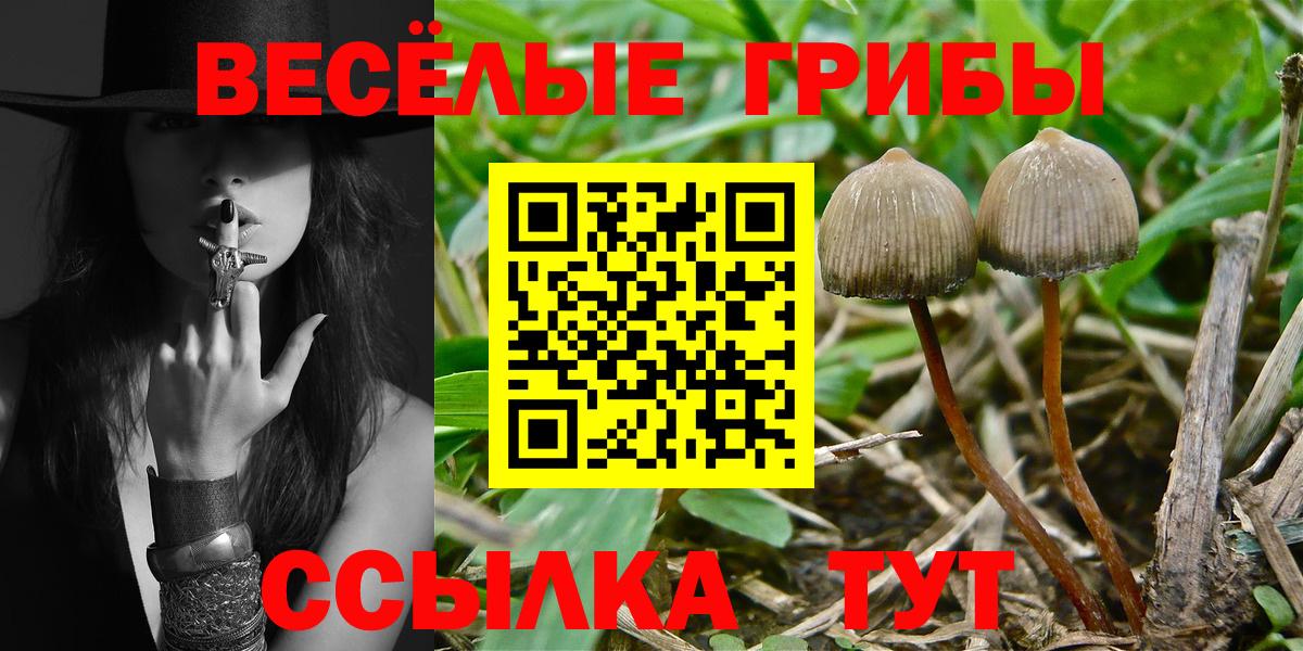 Галлюциногенные грибы Psilocybe Гатчина